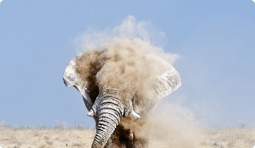 elephant in sand