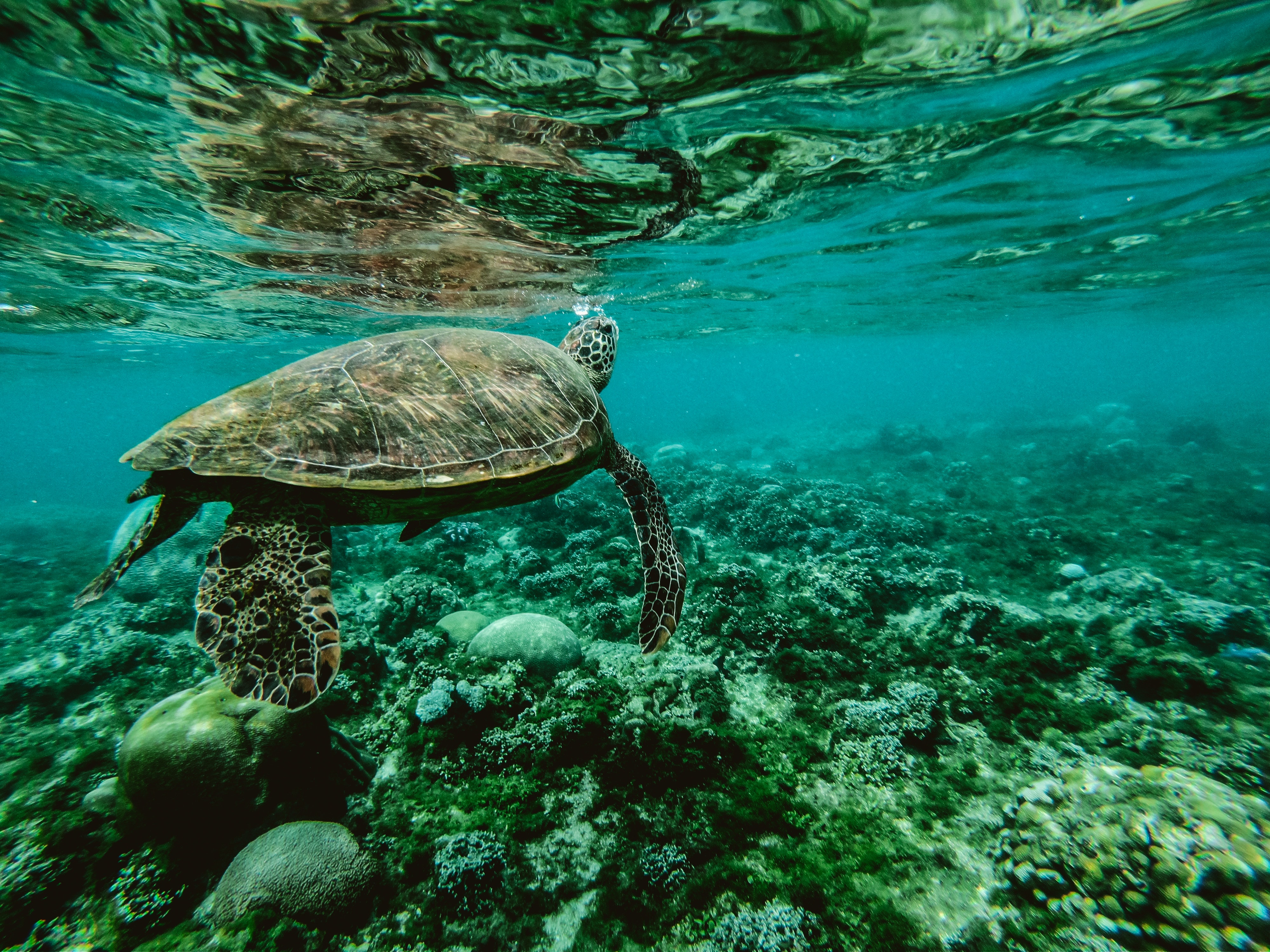 water turtle in ocean