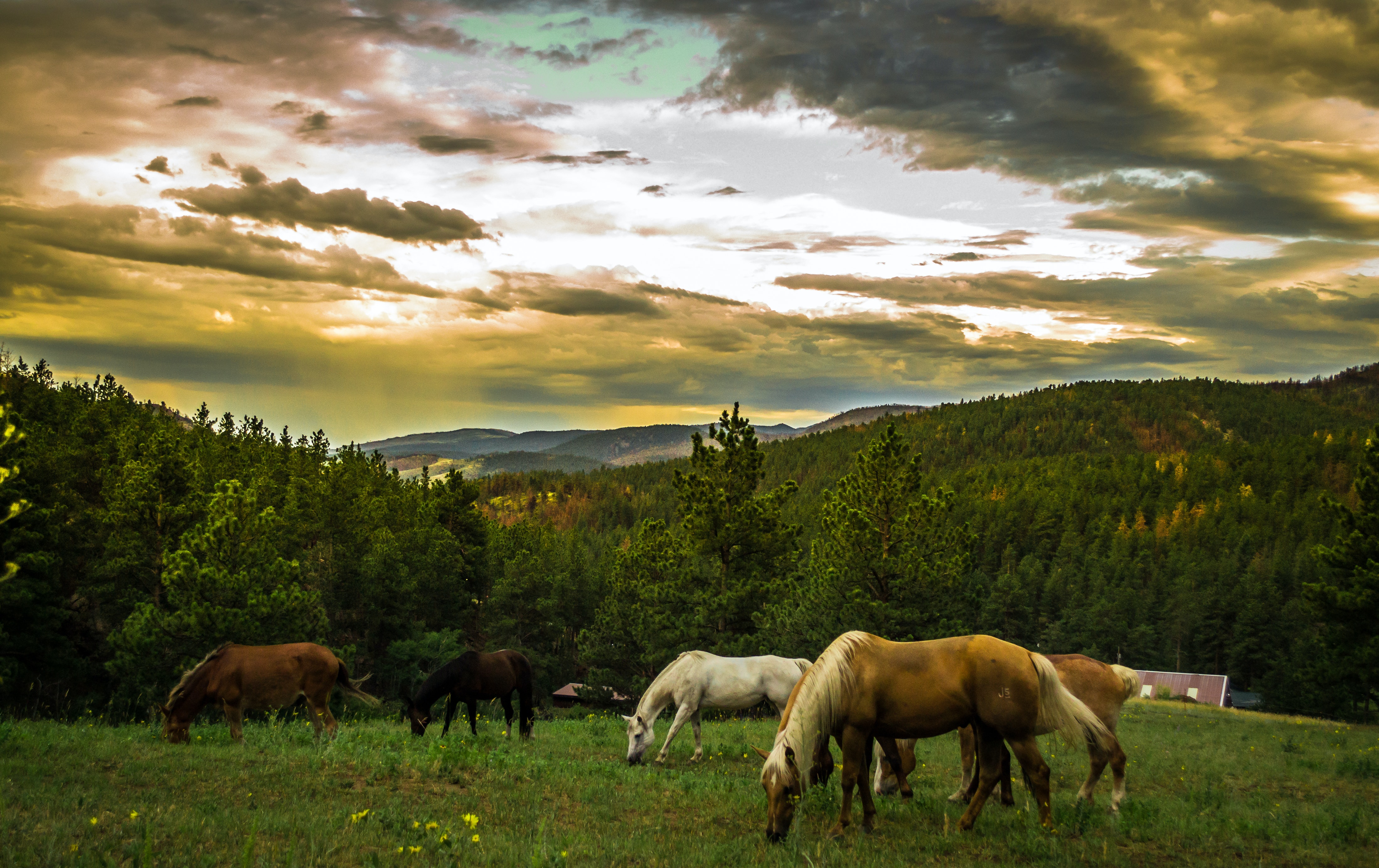  farm and horses